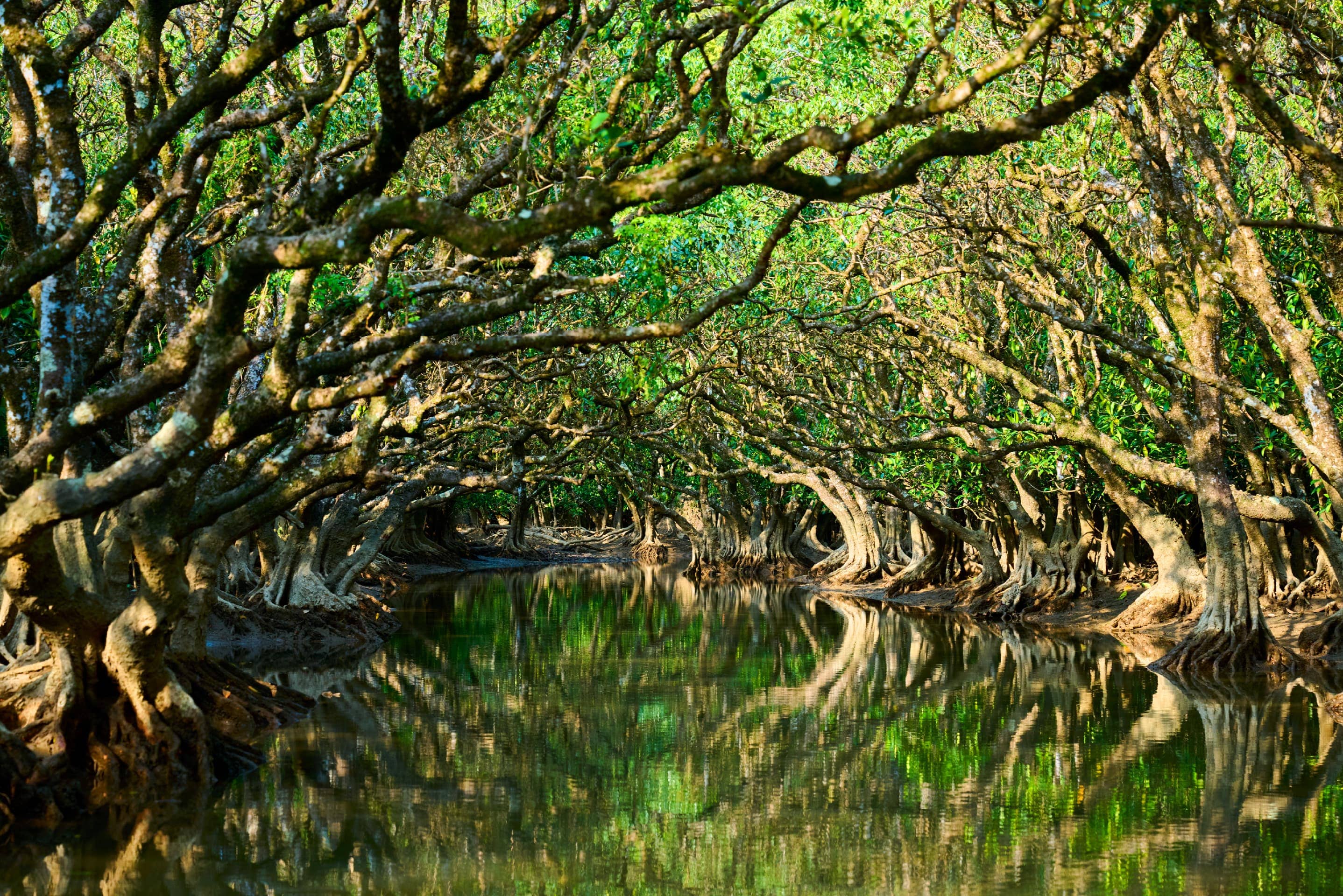 Photo of Amami Oshima’s registration as a UNESCO World Natural Heritage site