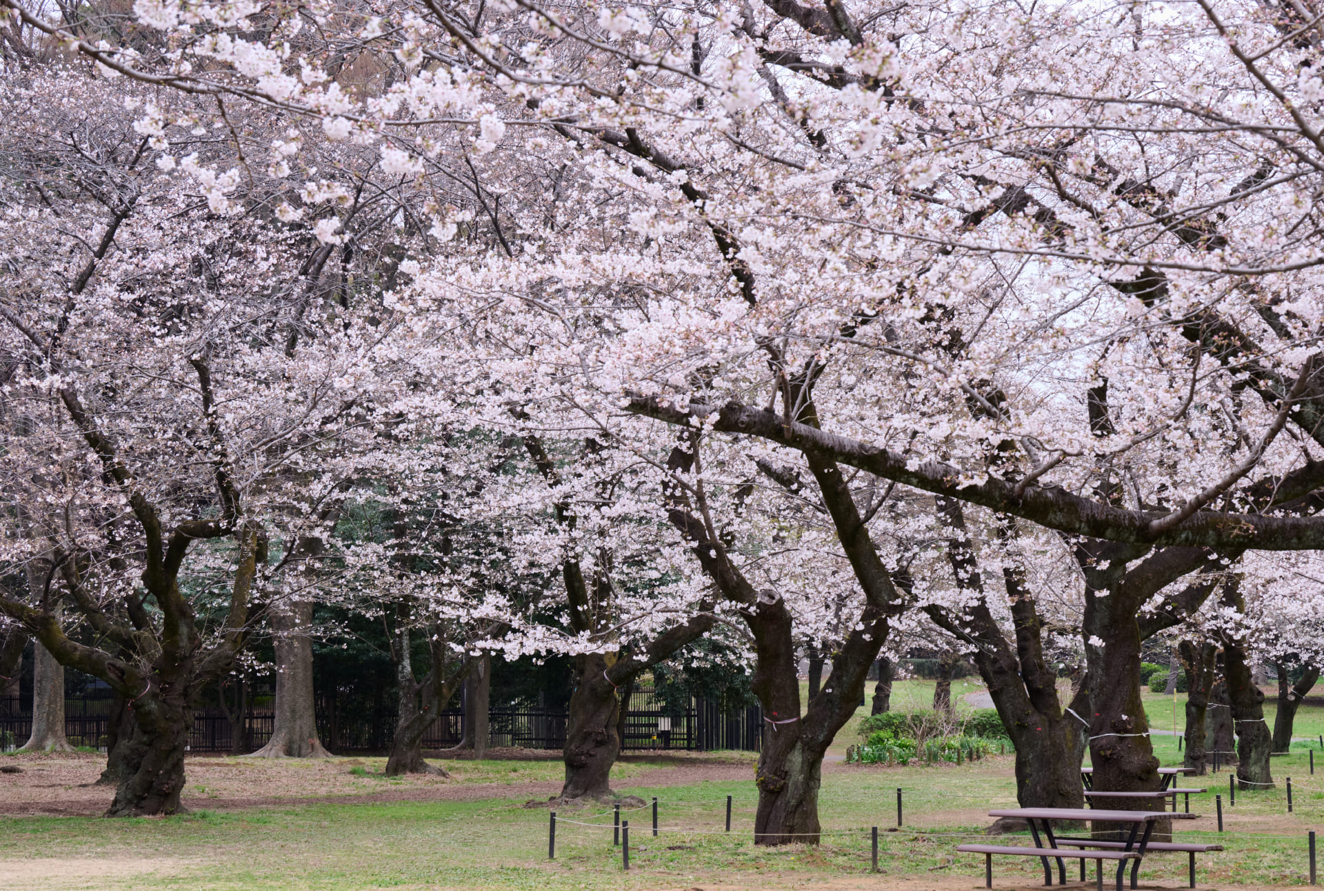 写真：代々木公園