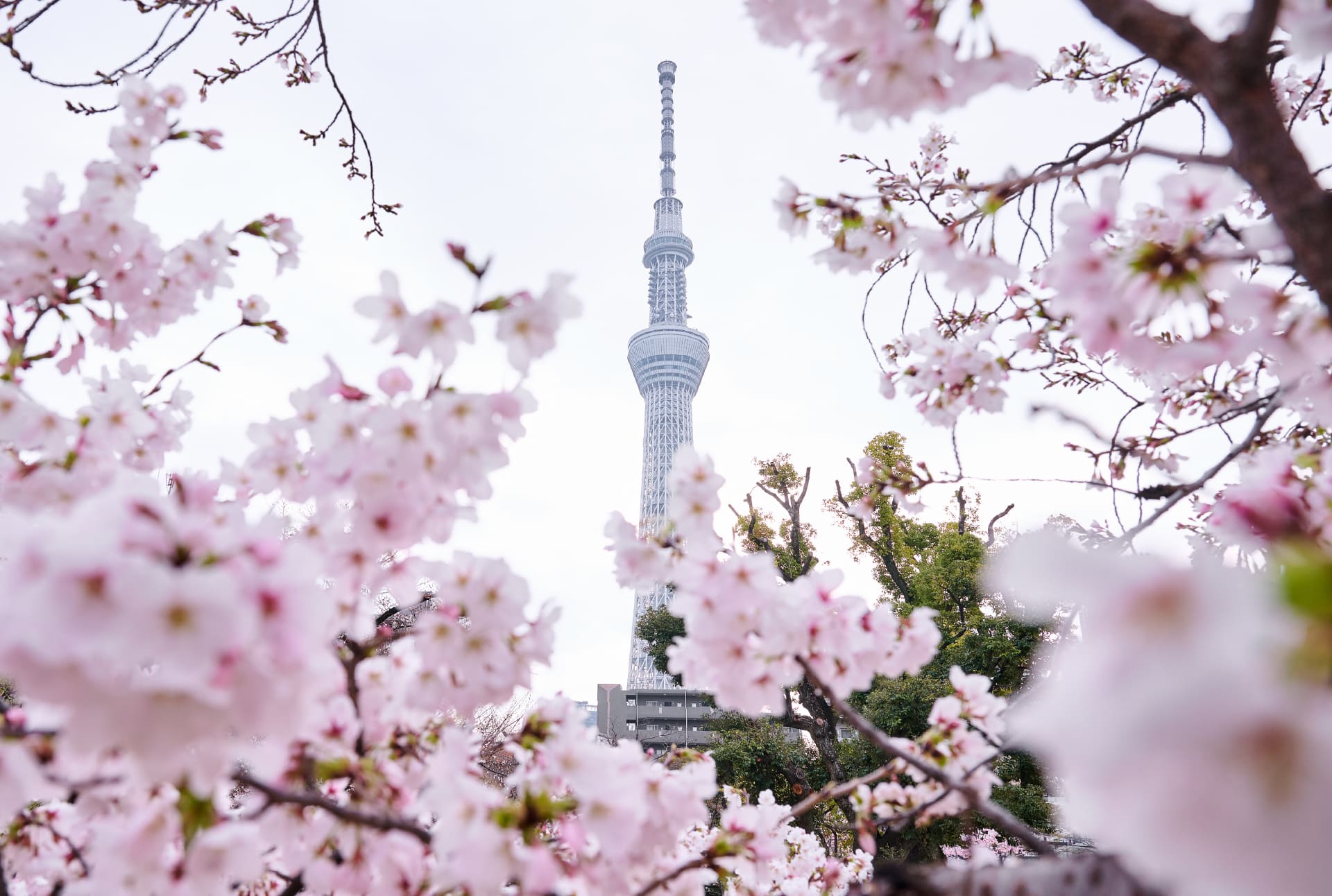 写真：隅田公園