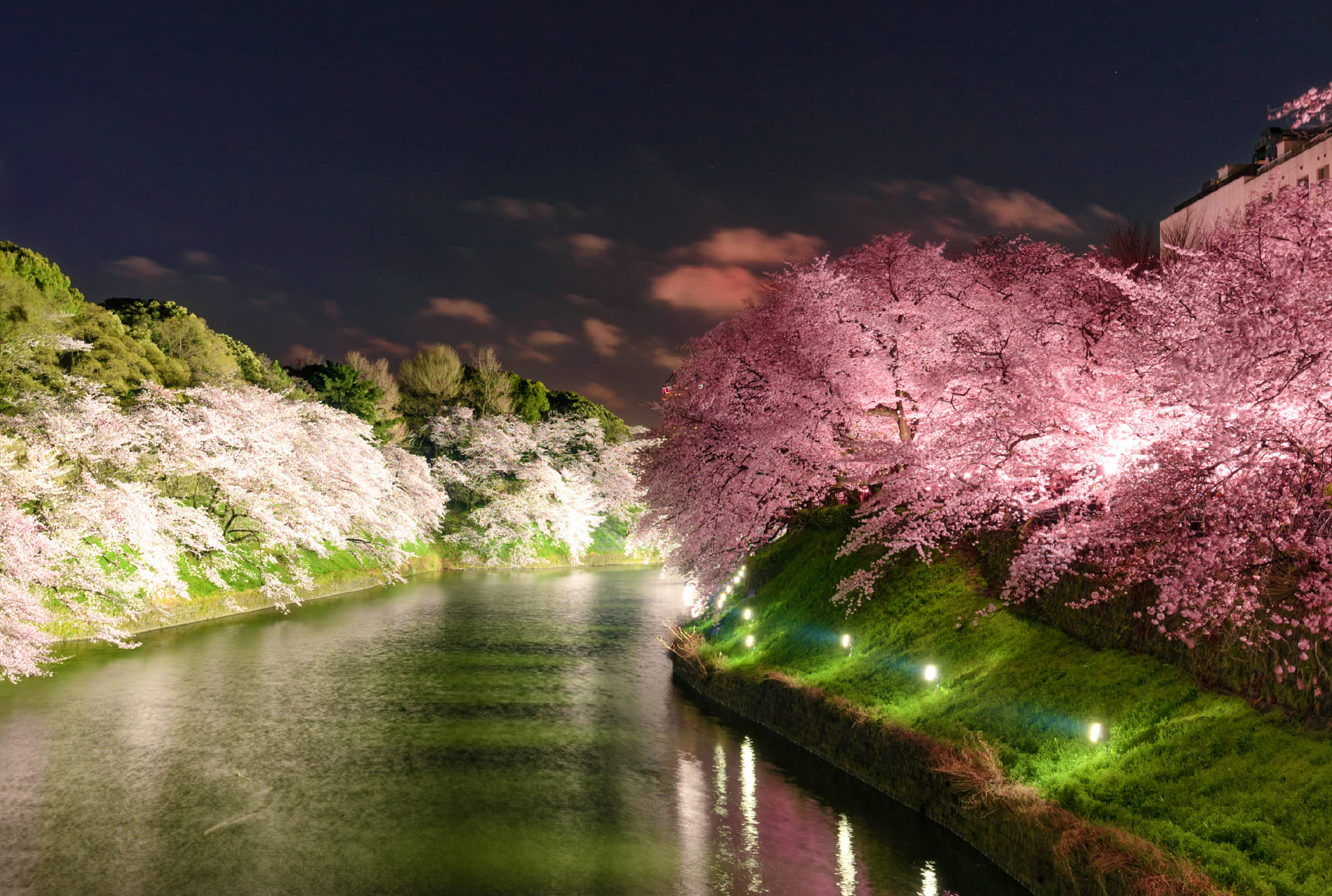写真：皇居のお濠沿いに約700メートルにわたって桜並木が続く名所