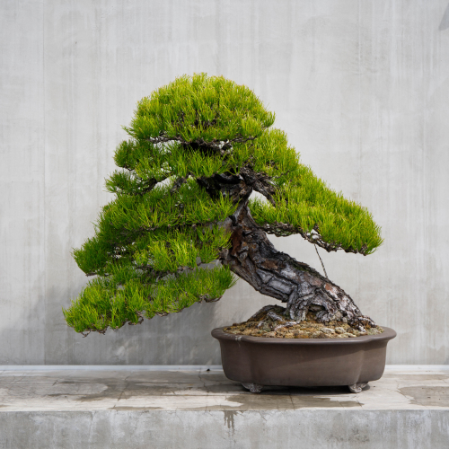 bonsai