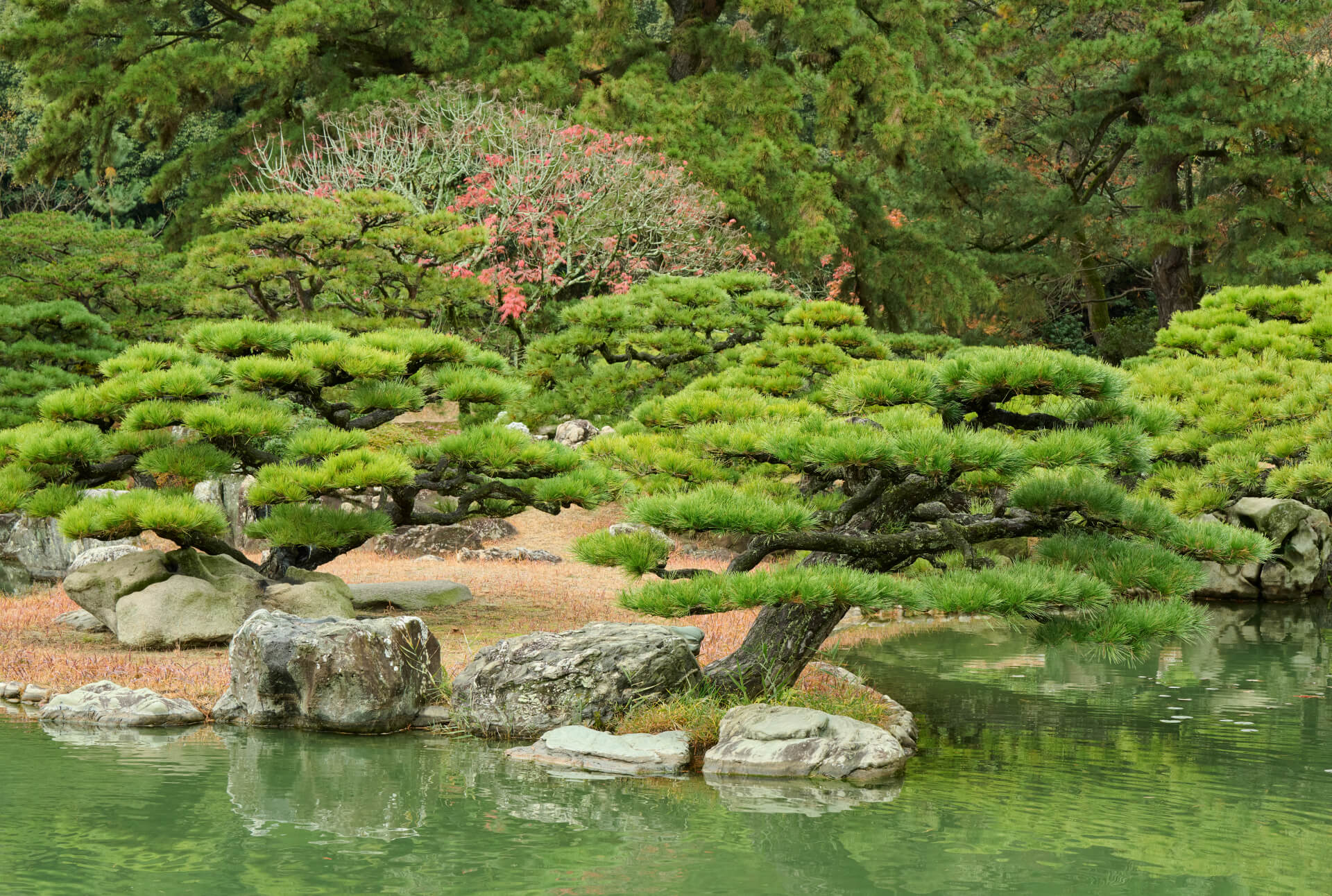 Foto do Jardim Ritsurin, que acolhe mais de mil pinheiros cuidadosamente podados