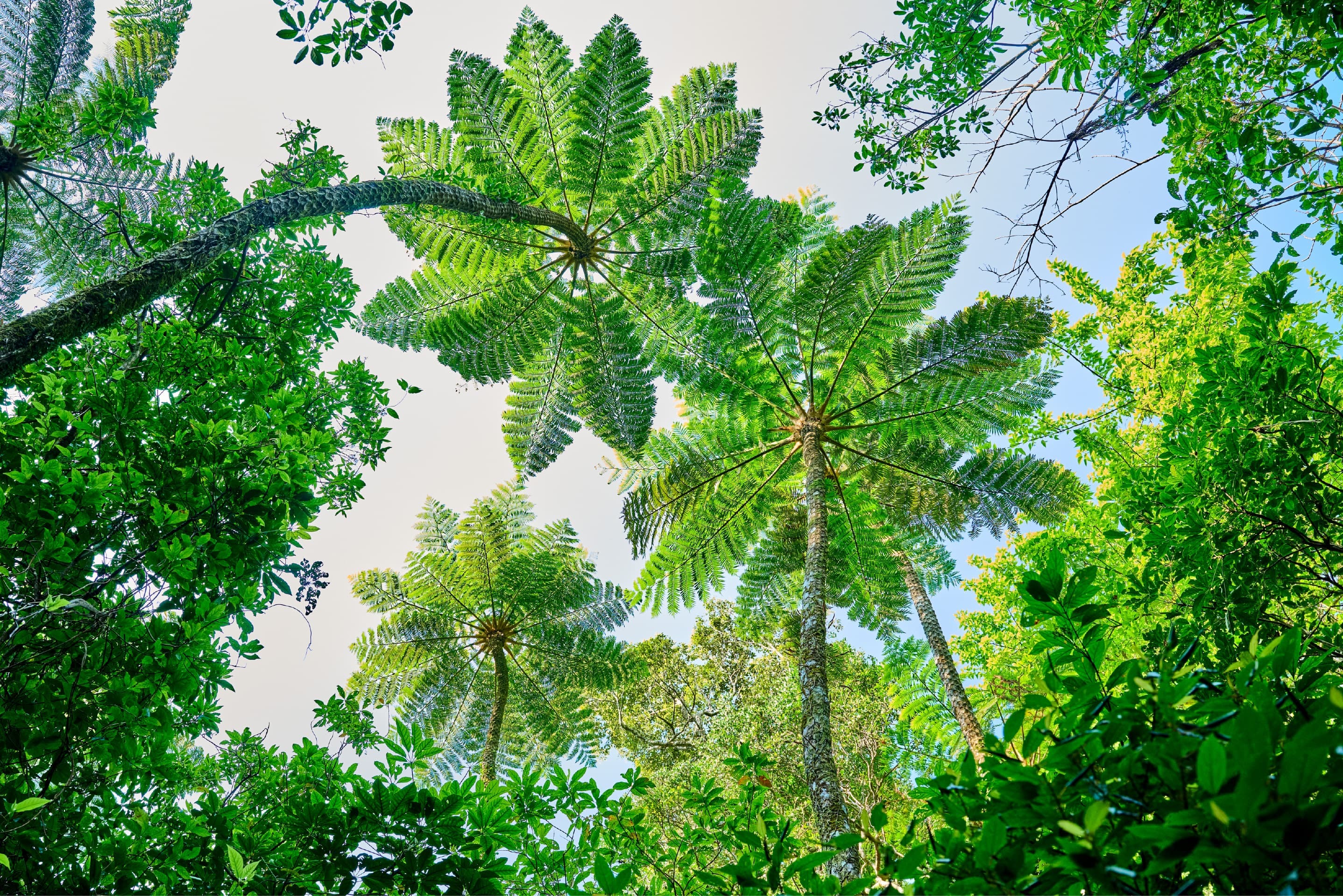 Photo of Amami Oshima’s registration as a UNESCO World Natural Heritage site