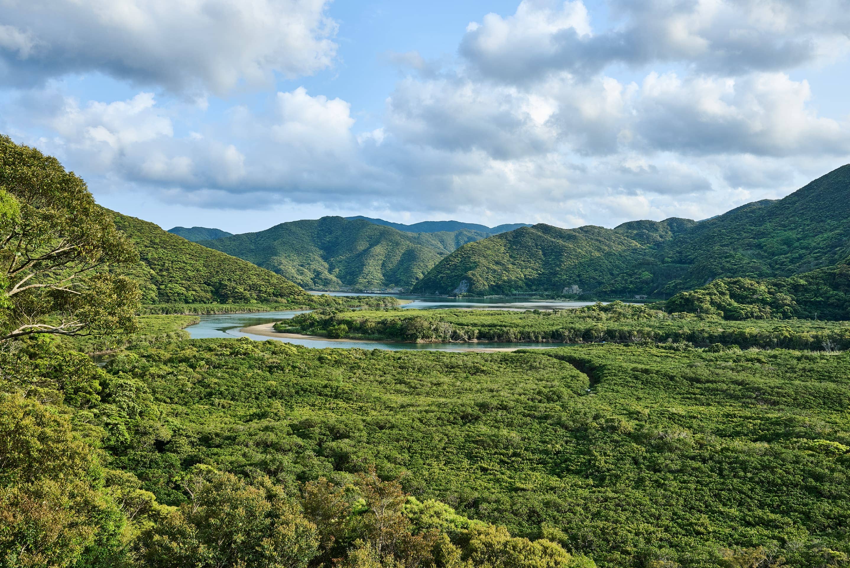 Photo of Amami Oshima’s registration as a UNESCO World Natural Heritage site