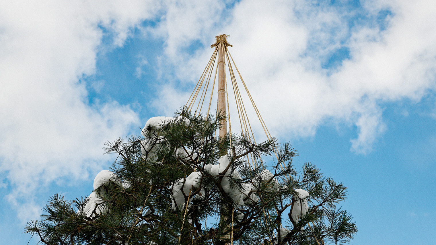 Photo Pine trees at Kanazawa 21st Century Museum